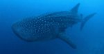 BAllena.JPG
