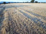 DJI_0073.JPG