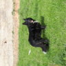 Tazi