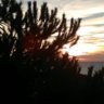 ecano